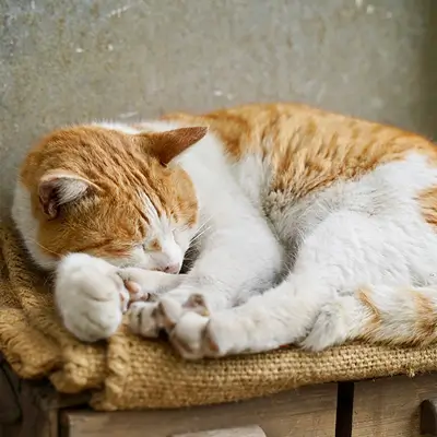 布の上で丸くなって眠る猫のスライド写真