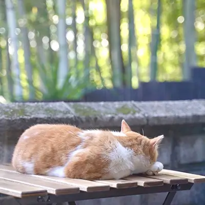 屋外のテープルの上で丸くなっている猫のスライド写真