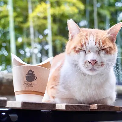 テーブルの上にコーヒーと香箱座りをした猫がいるスライド写真