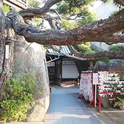 神社の参道のスライド写真。大きな樹木、岩、たくさん結ばれたおみくじが見えます