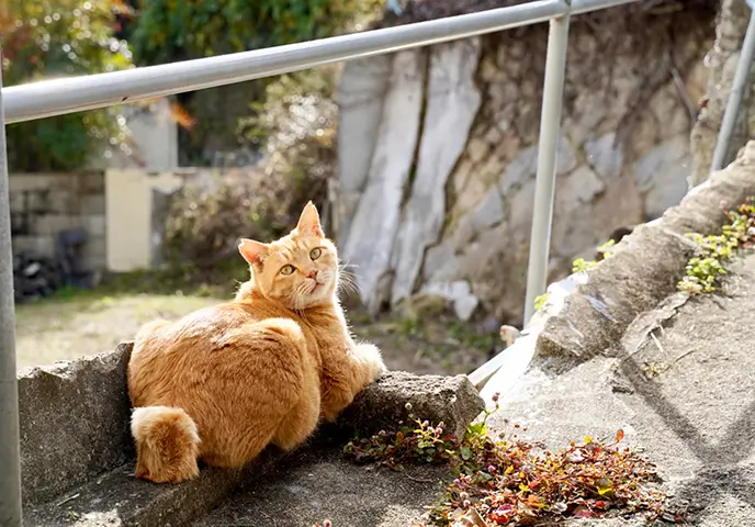 香箱座りの状態でこちらを振り返っている猫の写真